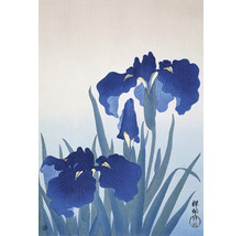 Ilustrace japonských květů kosatce