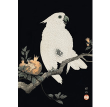 Ilustrace kakadu na větvi s granátovým jablkem