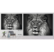 Fototapeta s motivem lví hlavy v černobílém provedení, 340 x 254 cm