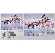 Fototapeta vliesová Plameňáci 340x254 cm