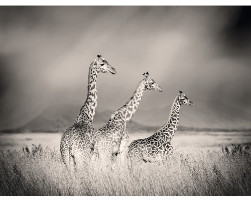 Fototapeta vliesová Žirafy 340x254 cm