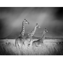 Černobílá fotografie tří žiraf na poli