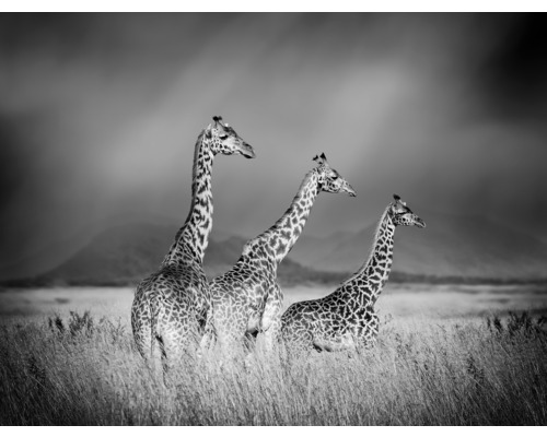 Fototapeta vliesová Žirafy čb 340x254 cm