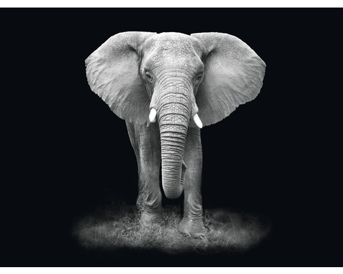 Fototapeta vliesová Slon čb 340x254 cm
