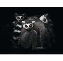 Fototapeta vliesová Lemuři 340x254 cm