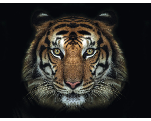 Fototapeta vliesová Tygr 340x254 cm