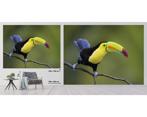 Foto tapeta s tukanem na větvi, k dostání ve dvou velikostech