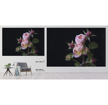 Fototapeta vliesová Růže 340x254 cm