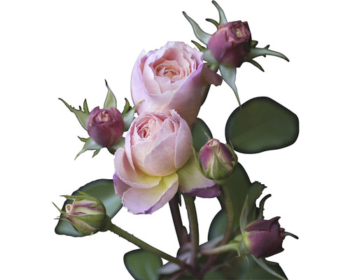 Fototapeta vliesová Růže 340x254 cm