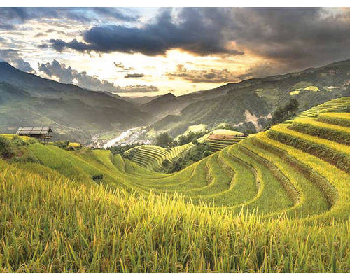 Krajina s rýžovými poli na svahu a domem