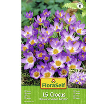 Balení 15 kusů krokusů FloraSelf Botanical sieberi Tricolor