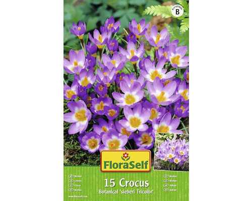 Balení 15 kusů krokusů FloraSelf Botanical sieberi Tricolor
