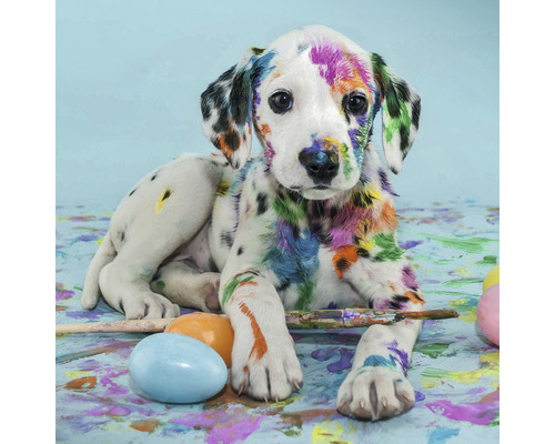 Obraz na plátně Colorful Dog 30 x 30 cm