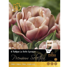 Balení šesti cibulí tulipánu La Belle Epoque