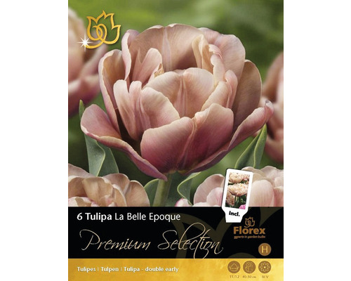 Balení šesti cibulí tulipánu La Belle Epoque