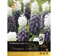 Balení 10 ks cibulek Muscari Grape Ice