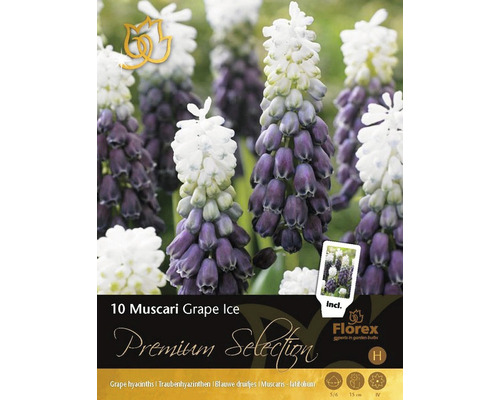 Balení 10 ks cibulek Muscari Grape Ice