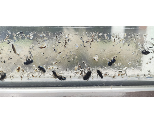 Lapač hmyzu s chycenými mouchami a dalším hmyzem.