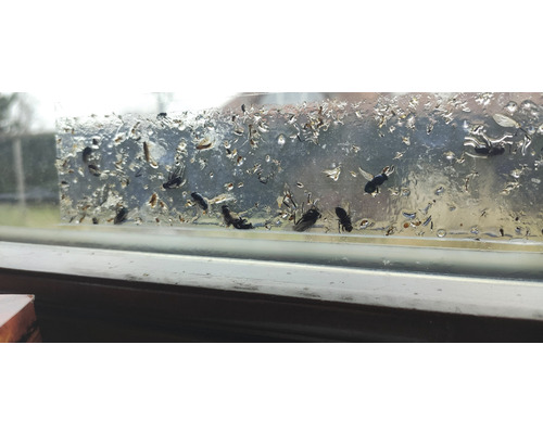 Lapač much s chyceným hmyzem na okně