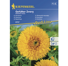 Semena slunečnice Kiepenkerl Plnokvětý trpaslík, Helianthus annuus
