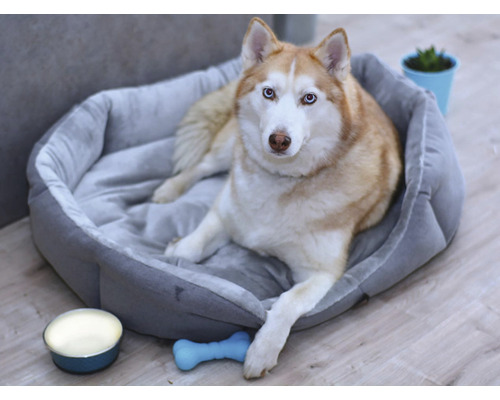 Husky leží v šedé psí posteli s hračkou a miskou na krmivo