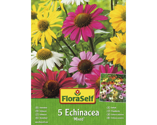 Třapatka Echinacea mix FloraSelf balení 5 ks