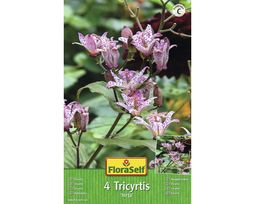 Liliovka Tricyrtis Hirta FloraSelf 4 ks