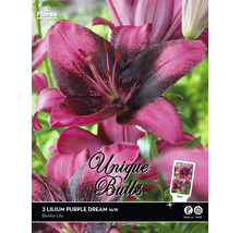 Lilie Florex Purple Dream 3 ks