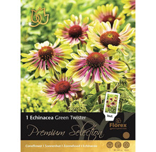 Balení Echinacea Green Twister pro zahradu