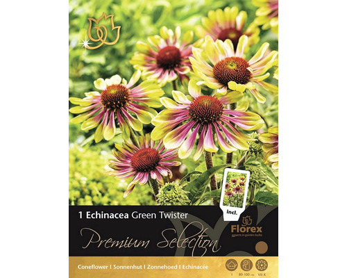 Echinacea Green Twister Premium Selection 1 ks