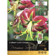 Balení dvou cibulí lilie Scarlet Delight