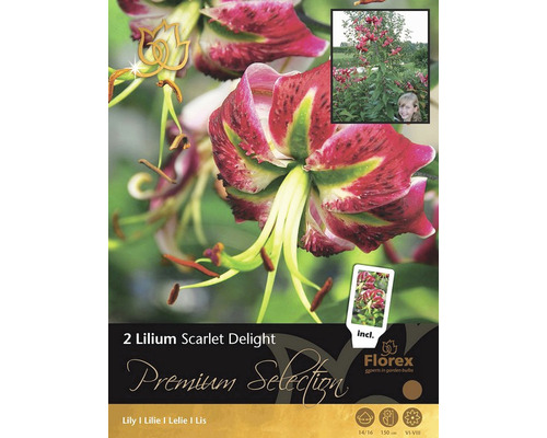 Lilie 'Scarlet Delight' Premium Selection 2 ks