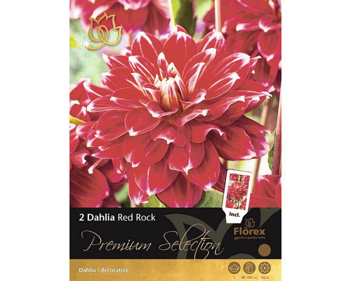 Jiřiny Dahlia 'Red Rock' Premium Selection 2 ks