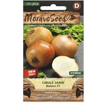 Balení semen cibule