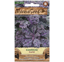 Sáček semen kadeřávku Scarlet od Moravo Seed