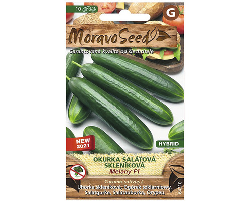 Okurka salátová do skleníku MELANY F1 hybrid MoravoSeed