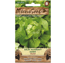 Balení semen hlávkového salátu