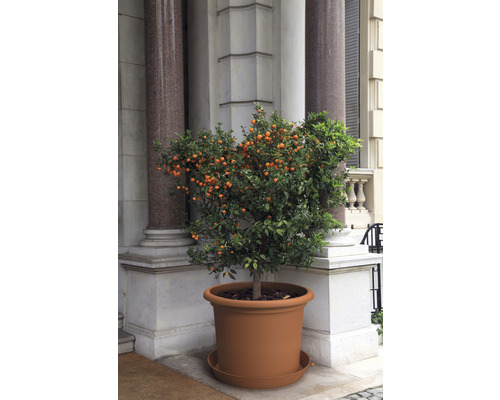 Mandarinkovník v květináči