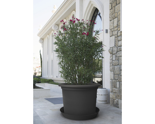 Velký květináč s rostlinou na terase před budovou.