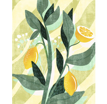 Ilustrace citronovníku s listy a plody