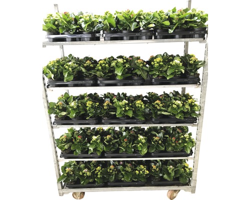 Vozík s rostlinami Kalanchoe v květináčích