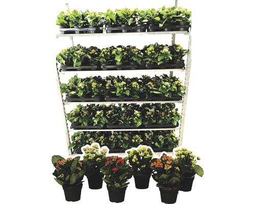 Kalanchoe rostliny v květináčích na regálu