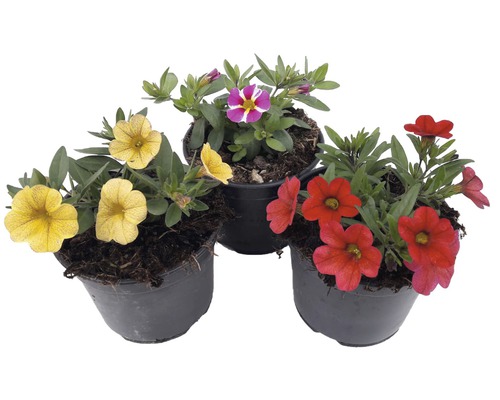Minipetúnie, Million Bells s okem Calibrachoa květináč Ø 12 cm 1 ks, různé barvy Tři petúnie v květináčích se žlutými, červenými a pruhovanými květy.