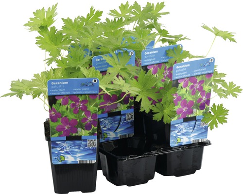 Kakost bahenní jako vodní rostlina v květináči