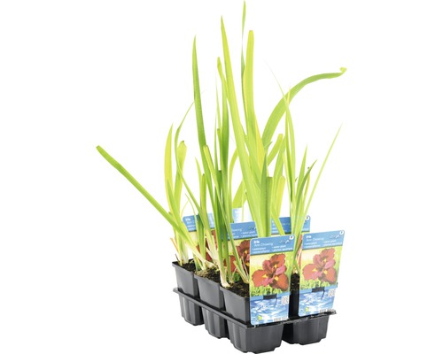 Rostliny vodního kosatce v černé plastové nádobě