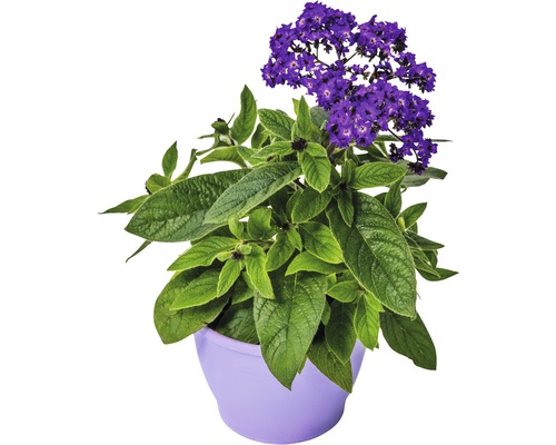 Heliotrop v květináči