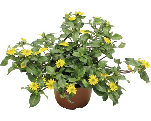 Vitálka poléhavá, santiválie FloraSelf Sanvitalia procumbens květináč Ø 10,5 cm Sanvitalia rostlina v květináči se žlutými květy a zelenými listy