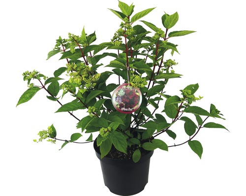 Hortenzie latnatá Hydrangea paniculata 'Wim's Red' výška 40-50 cm květináč 7,5 l