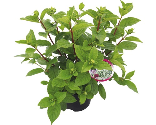 Hortenzie v květináči se zelenými listy a výhonky