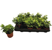 Břečťan zelený mix FloraSelf Hedera 10-15 cm květináč Ø 7 cm 1 ks, různé druhy